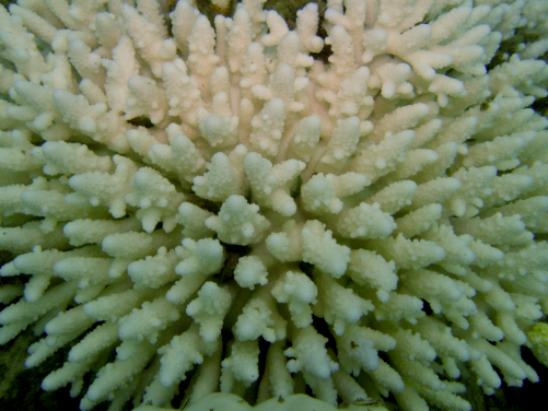 Image 2: Excessive heat stress from marine heatwaves can lead to coral bleaching and death of corals. Photo: Dr Sylvain Agostini, Shimoda Marine Research Center, University of Tsukuba.
 